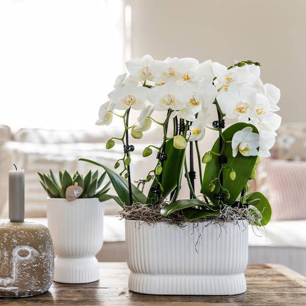 Übertopf „Diabolo“ Weiß – Ø9cm – Moderner Blumentopf mit eleganter Form – Dekorativer Keramiktopf für Zimmerpflanzen, Sukkulenten & Kräuter – Stilvolle Pflanzdekoration für Wohnzimmer & Büro