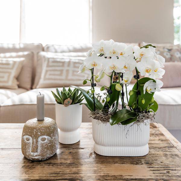 Übertopf „Diabolo“ Weiß – Ø9cm – Moderner Blumentopf mit eleganter Form – Dekorativer Keramiktopf für Zimmerpflanzen, Sukkulenten & Kräuter – Stilvolle Pflanzdekoration für Wohnzimmer & Büro